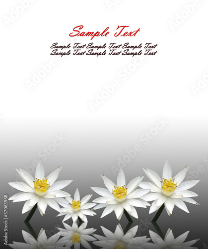 Fototapeta Naklejka Na Ścianę i Meble -  Lotus white