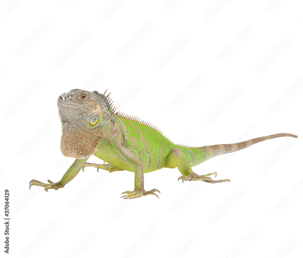 Obraz premium Iguana iguana isolated on white background