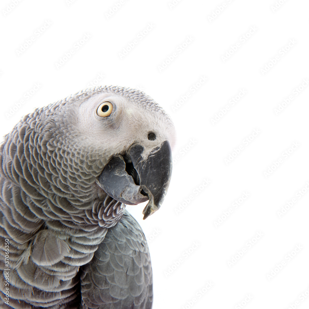 Fototapeta premium African grey parrot