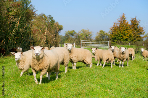 Cattle sheep in the grass