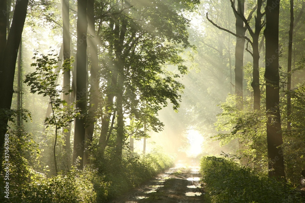 Fototapeta premium Forest trail on a foggy spring morning after the rain