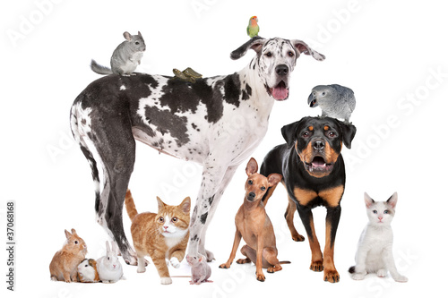 Pets in front of a white background