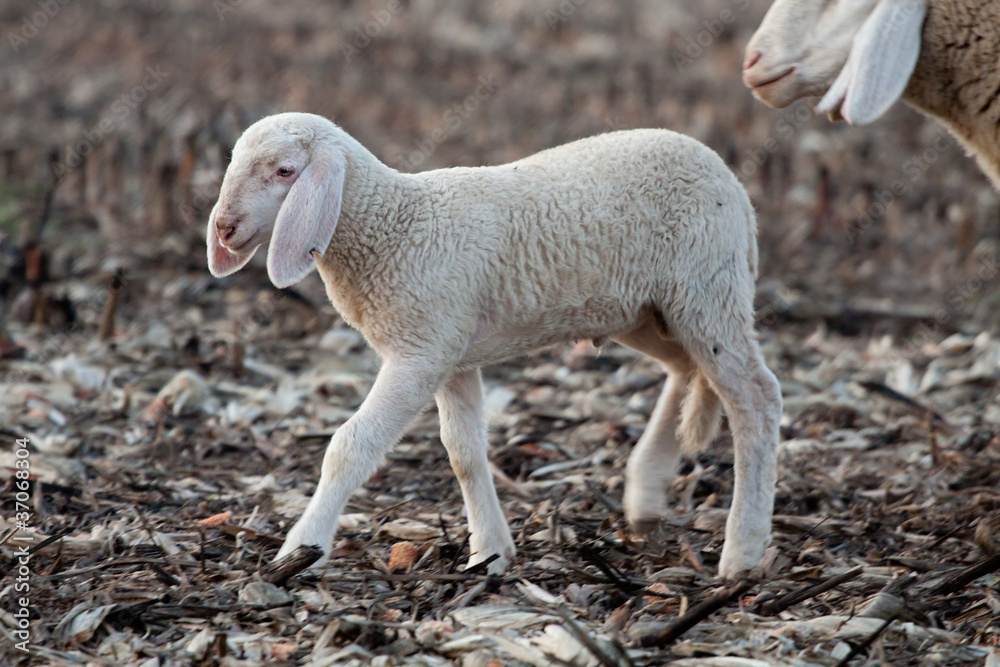 Naklejka premium agnello