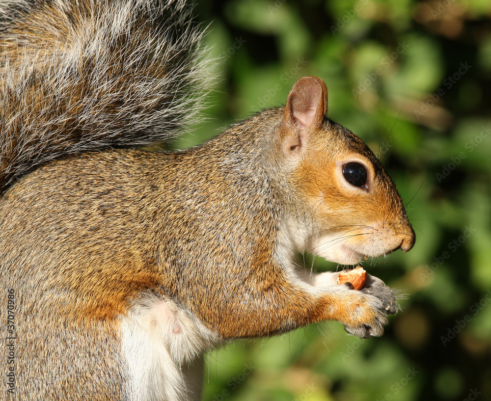 Close up of a Grey Squirrel eating Hazelnuts Close up of a Grey Squirrel eating Hazelnuts