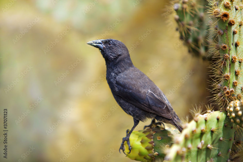 Galapagos Common Cactus Finch Galapagos Common Cactus Finch