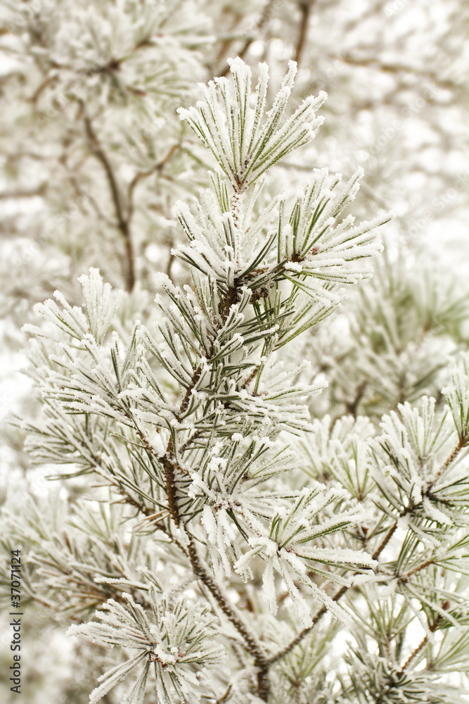 close-up branch of pine with hoar-frost