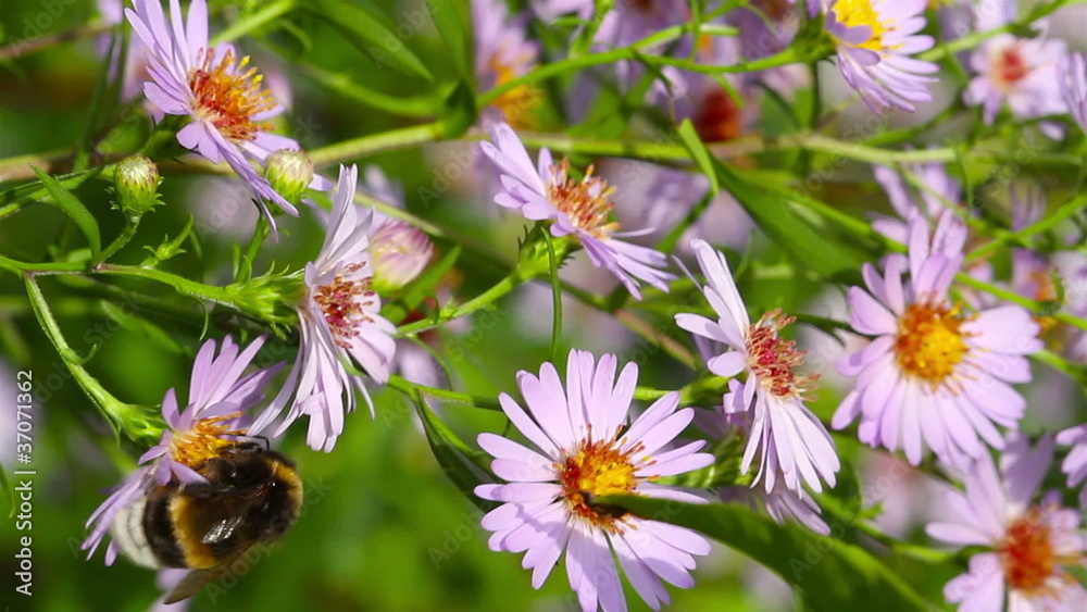 bee on flowers, macro