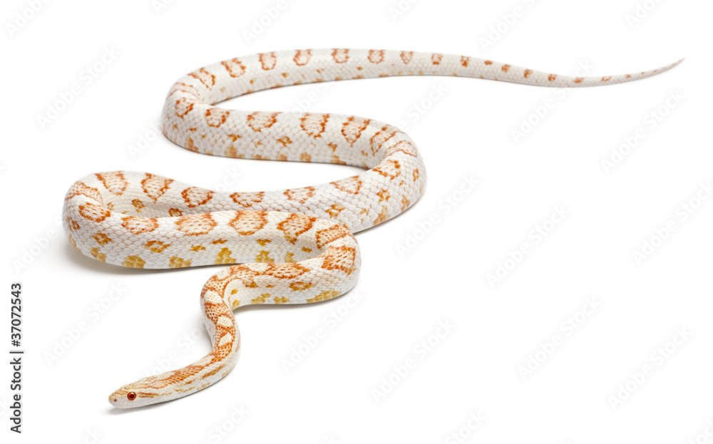 Fototapeta premium Candy cane Corn Snake or Red Rat Snake, Pantherophis guttatus