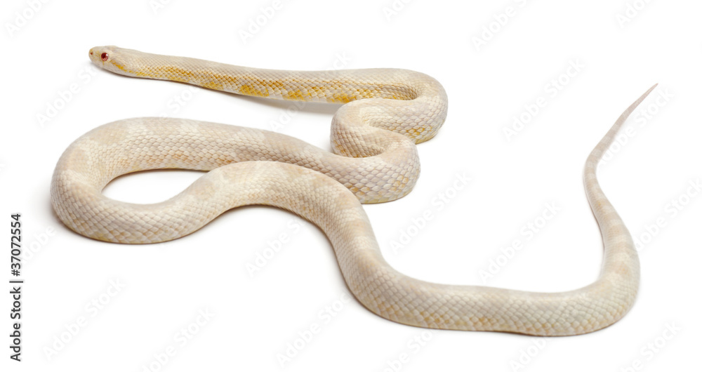 Obraz premium Snow Corn Snake or Red Rat Snake, Pantherophis guttatus