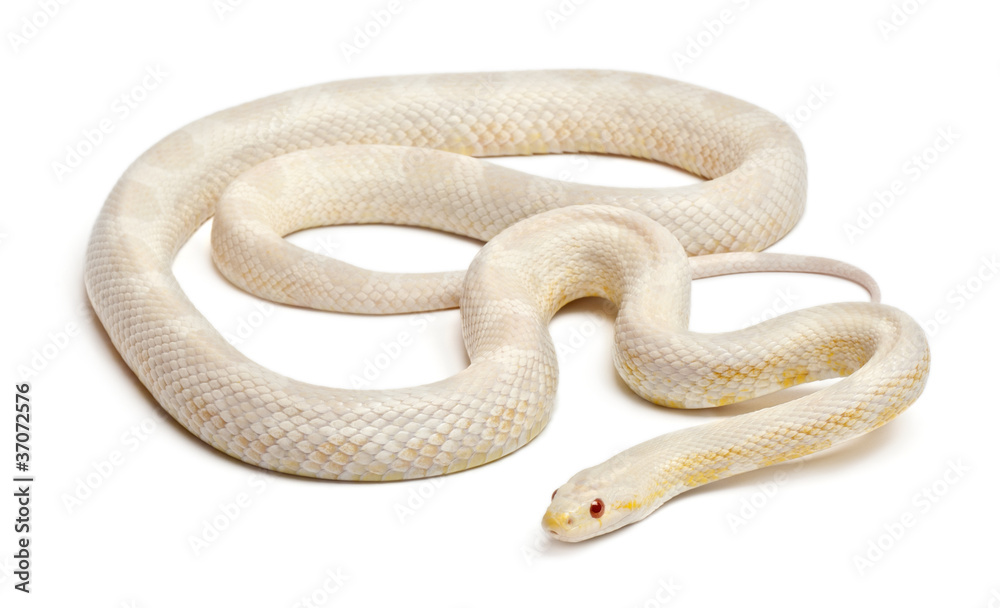 Snow Corn Snake or Red Rat Snake, Pantherophis guttatus Snow Corn Snake or Red Rat Snake, Pantherophis guttatus