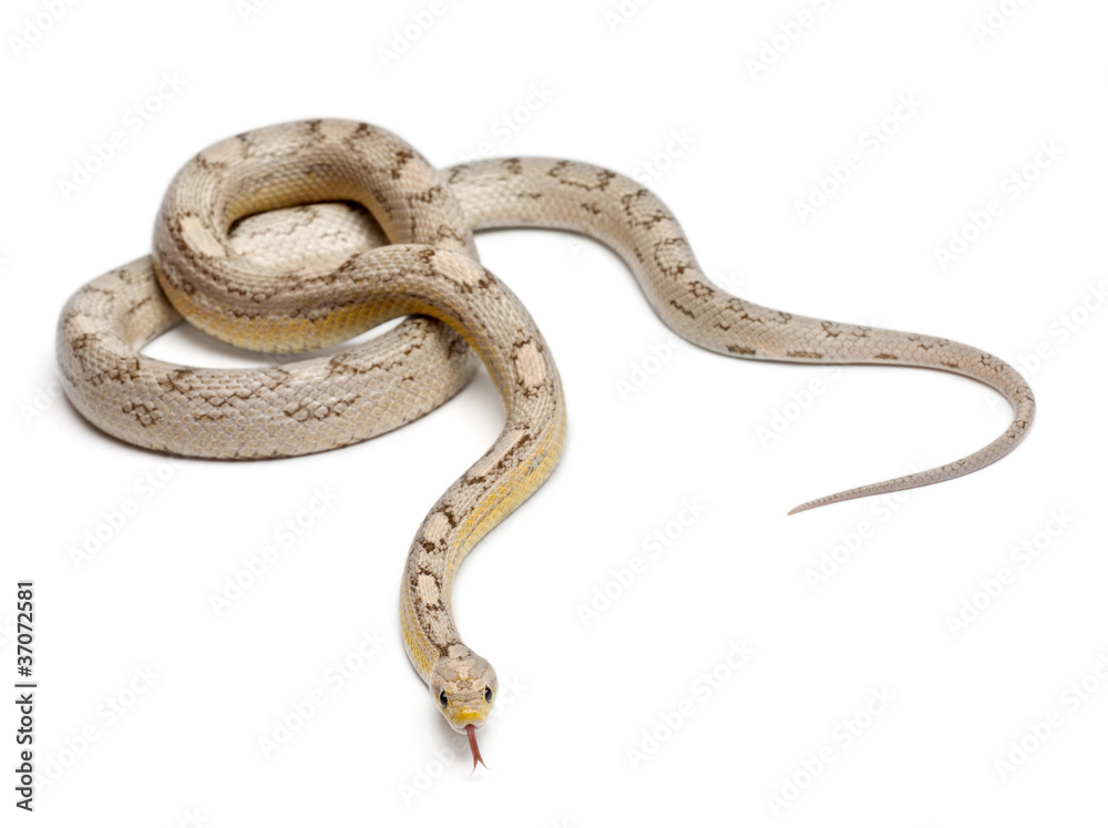 Ghost mothley Corn Snake or Red Rat Snake, Pantherophis guttatus Ghost mothley Corn Snake or Red Rat Snake, Pantherophis guttatus