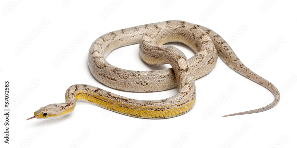 Obraz premium Ghost mothley Corn Snake or Red Rat Snake, Pantherophis guttatus