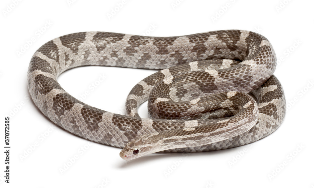 Lavender Corn Snake or Red Rat Snake, Pantherophis guttatus Lavender Corn Snake or Red Rat Snake, Pantherophis guttatus