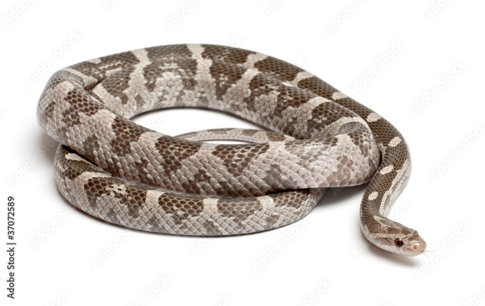 Lavender Corn Snake or Red Rat Snake, Pantherophis guttatus Lavender Corn Snake or Red Rat Snake, Pantherophis guttatus