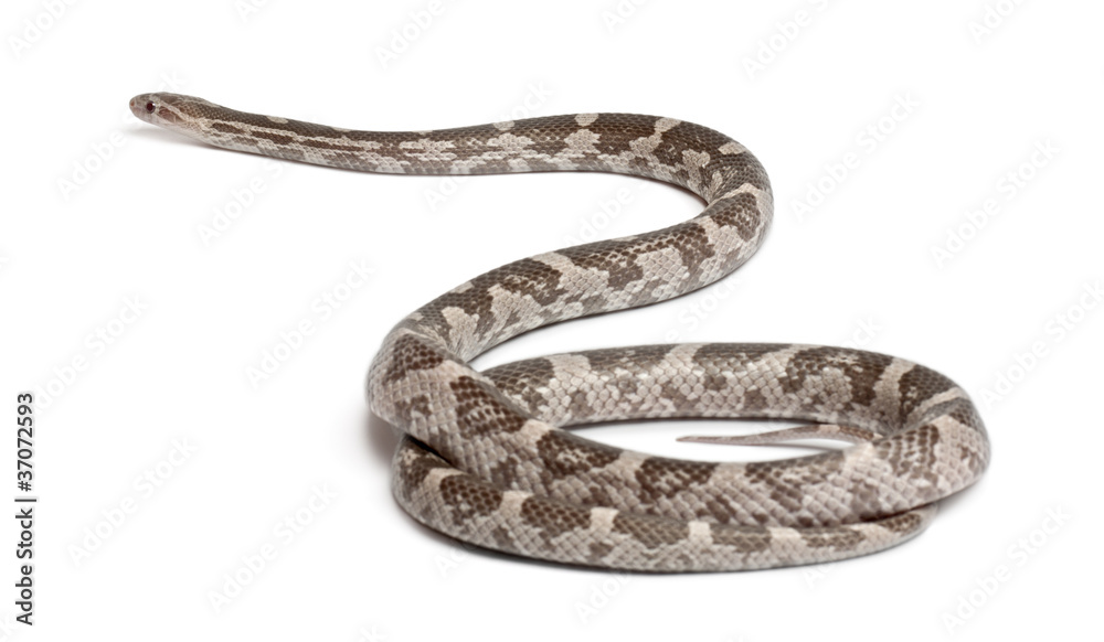 Lavender Corn Snake or Red Rat Snake, Pantherophis guttatus Lavender Corn Snake or Red Rat Snake, Pantherophis guttatus