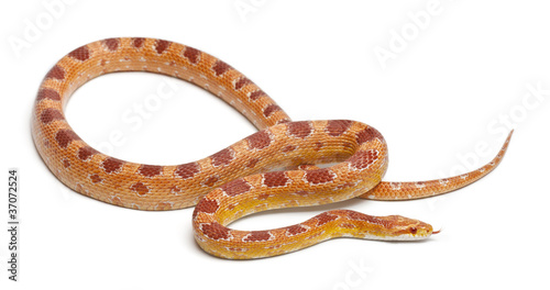 Okeetee albinos Corn Snake, Red Rat Snake, Pantherophis guttatus