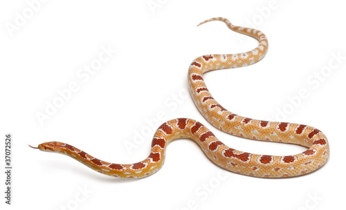 Okkeetee albinos reverse Corn Snake or Red Rat Snake