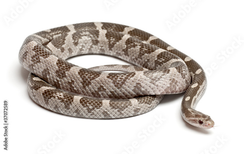 Lavender Corn Snake or Red Rat Snake, Pantherophis guttatus