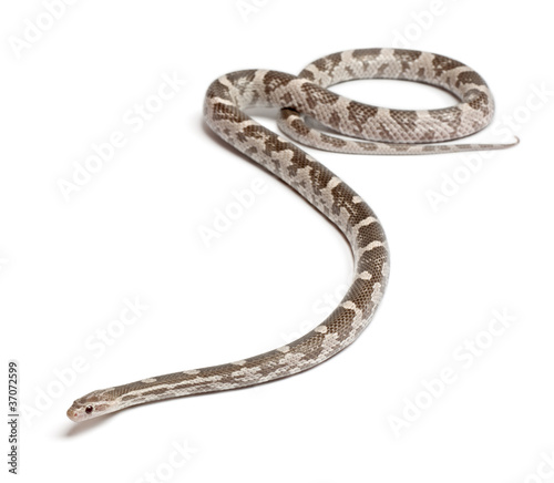 Lavender Corn Snake or Red Rat Snake, Pantherophis guttatus