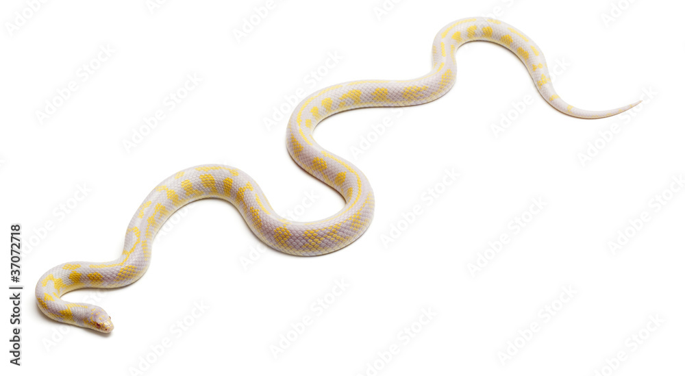 Obraz premium Albinos abberant eastern kingsnake or Common kingsnake