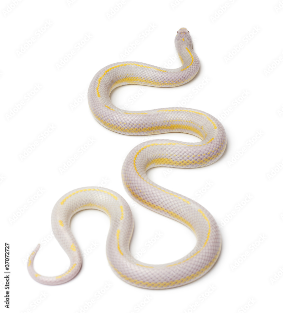 Albinos banana eastern kingsnake or common kingsnake Albinos banana eastern kingsnake or common kingsnake