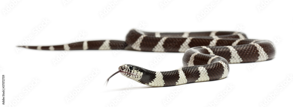 Fototapeta premium Common kingsnake, Lampropeltis getula californiae