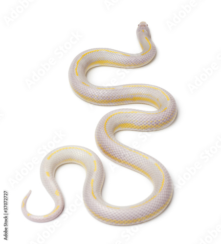 Albinos banana eastern kingsnake or common kingsnake