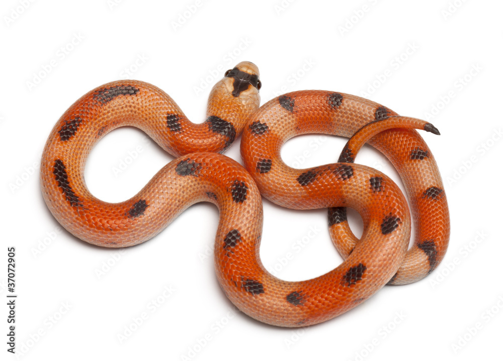 Fototapeta premium Tricolor Honduran milk snake,Lampropeltis triangulum hondurensis