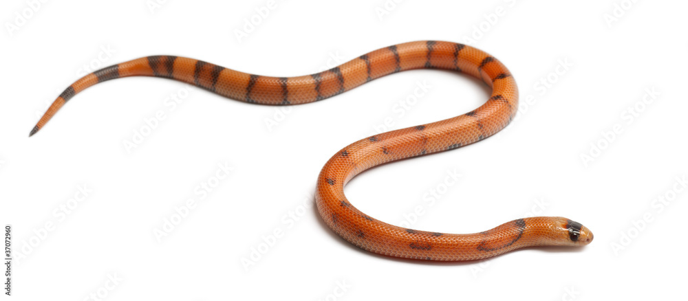 Naklejka premium Tricolor Reverse Honduran milk snake