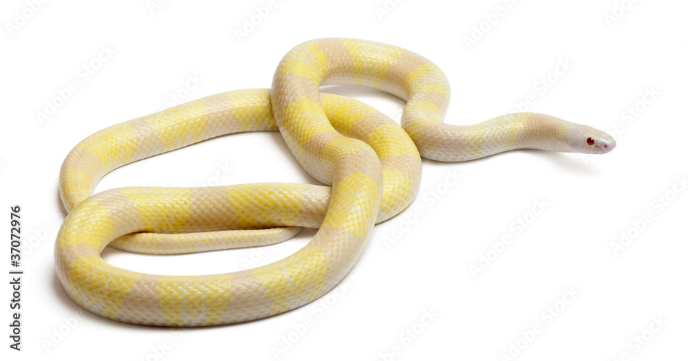 Obraz premium Snow yellow contrast Honduran milk snake