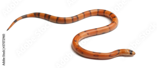 Tricolor Reverse Honduran milk snake