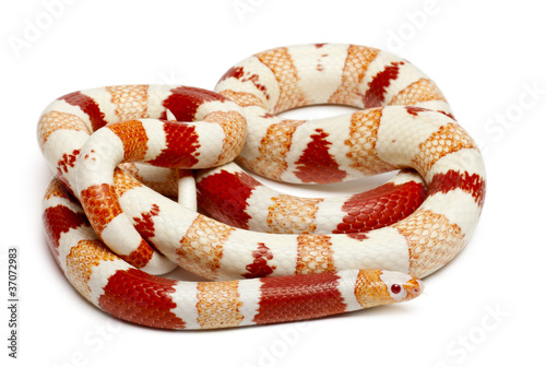 Albinos Honduran milk snake, Lampropeltis triangulum hondurensis photo