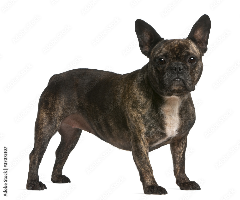 French bulldog, 4 years old, standing