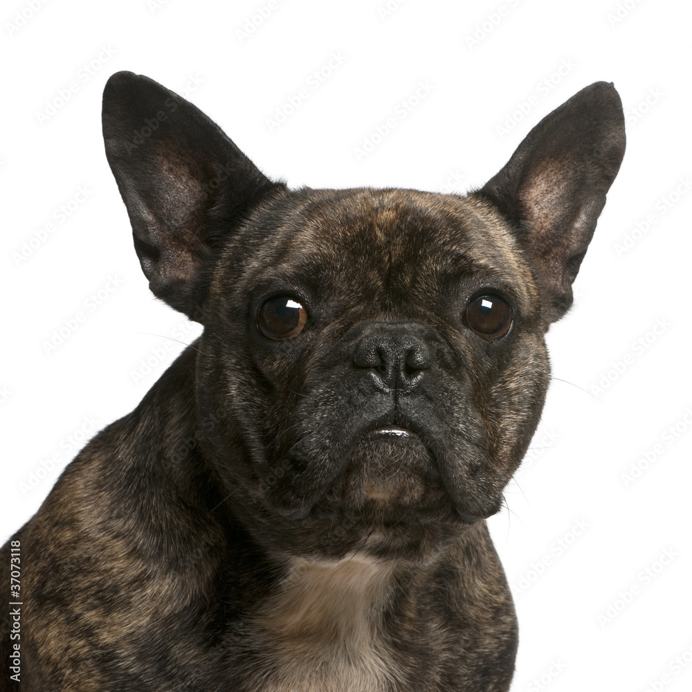 Close-up of French bulldog, 4 years old