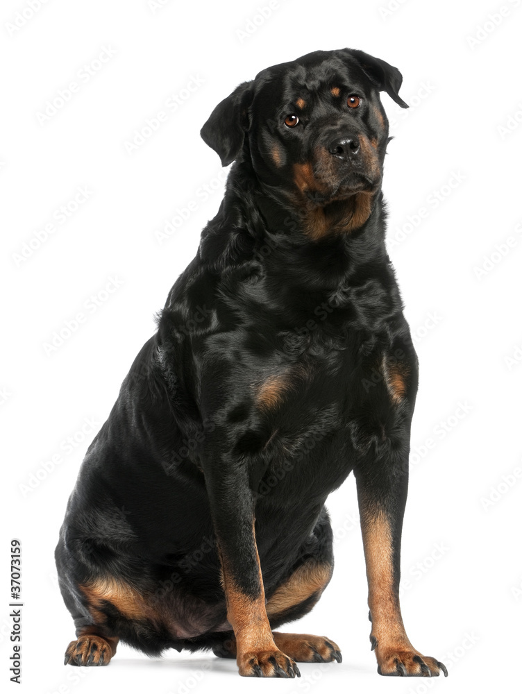 Rottweiler, 3 years old, sitting in front of white background
