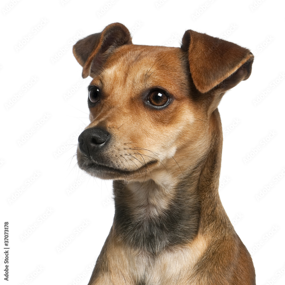 Close-up of Mixed-breed dog, 7 months old