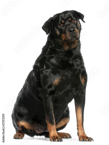 Rottweiler  3 years old  sitting in front of white background