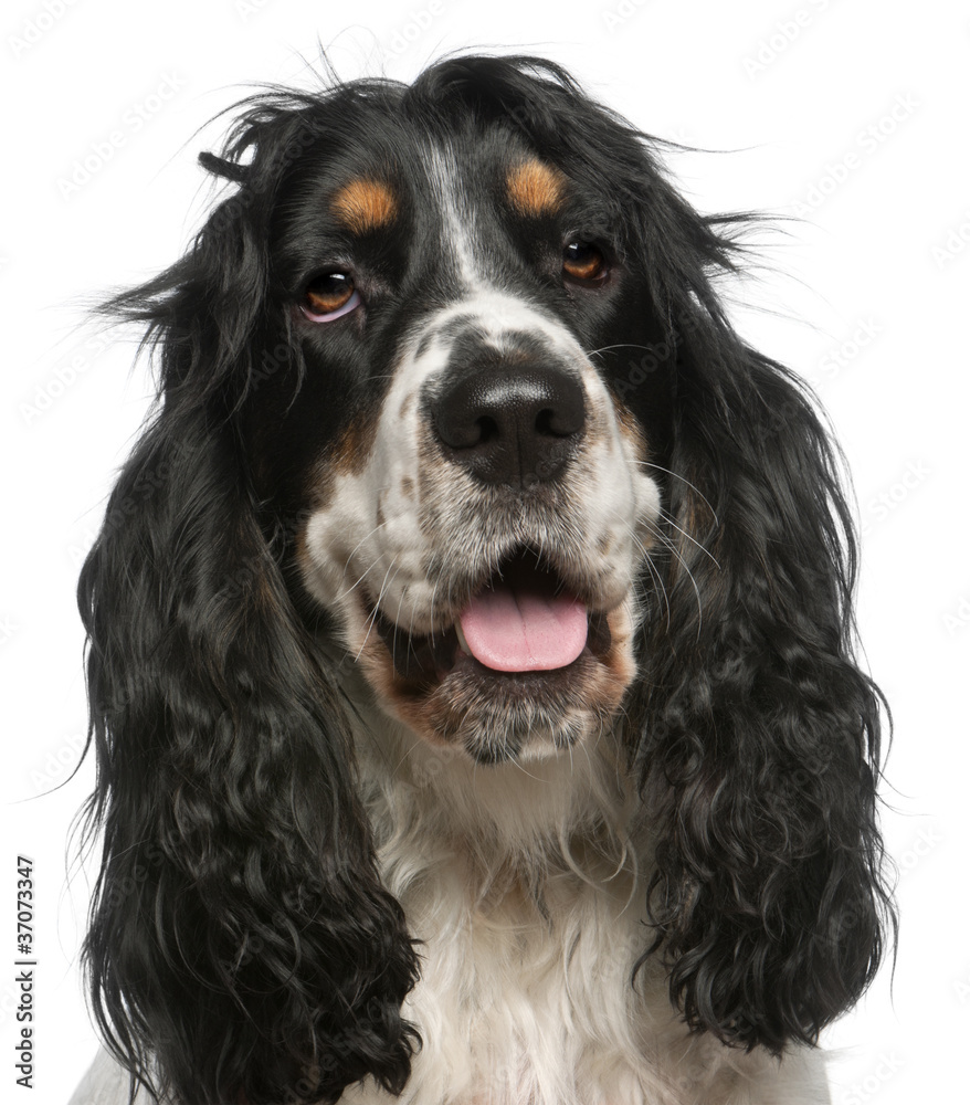 Close-up of English Cocker Spaniel, 6 years old Close-up of English Cocker Spaniel, 6 years old