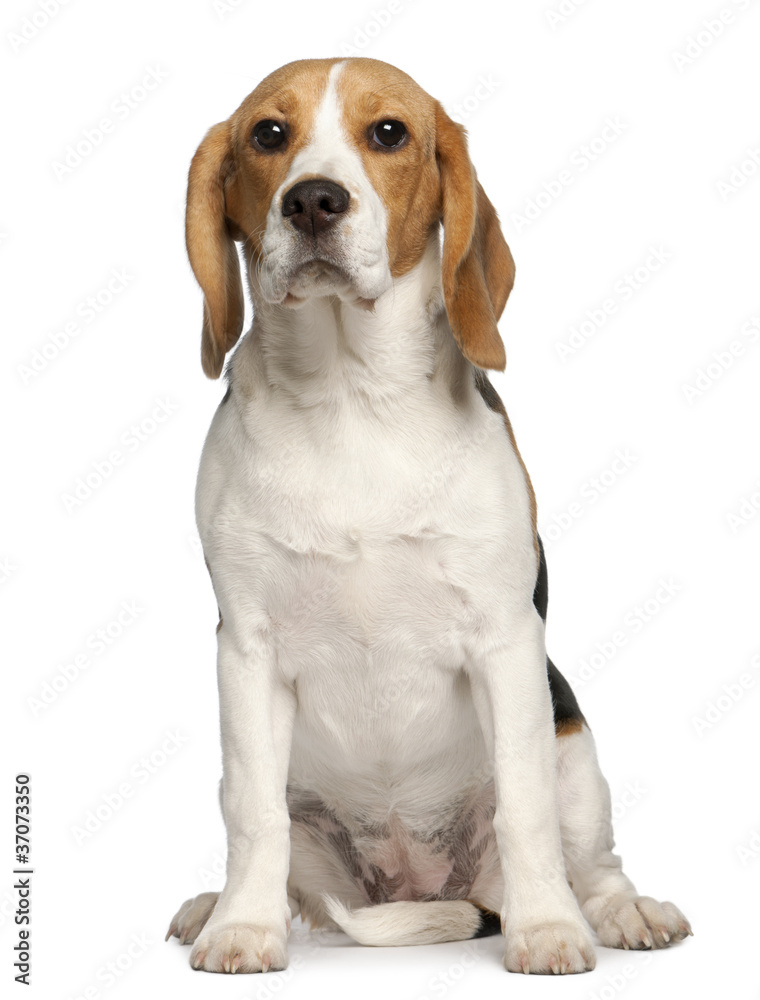 Beagle puppy, 6 months old, sitting in front of white background
