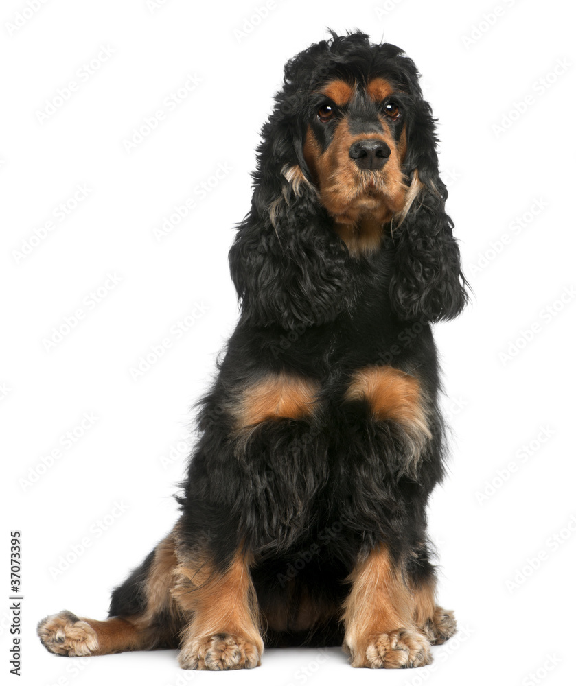 English Cocker Spaniel, 2 years old, sitting