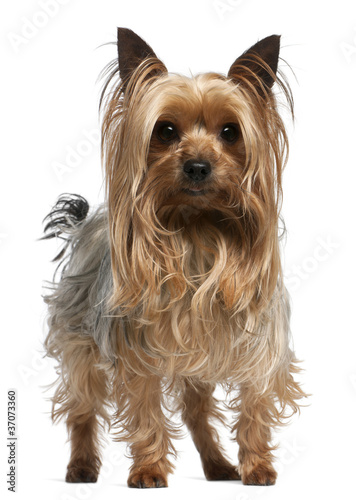 Yorkshire Terrier, 3 years old, standing