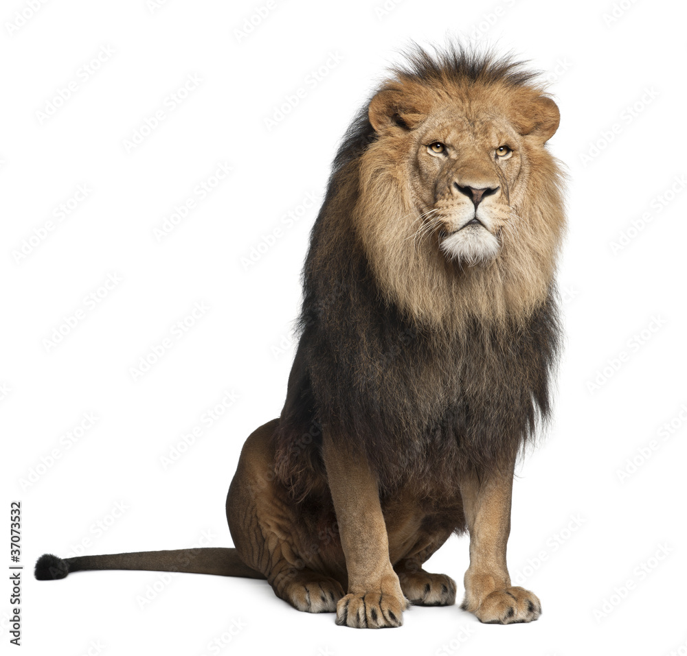 Obraz premium Lew, Panthera leo, 8 lat, siedzący