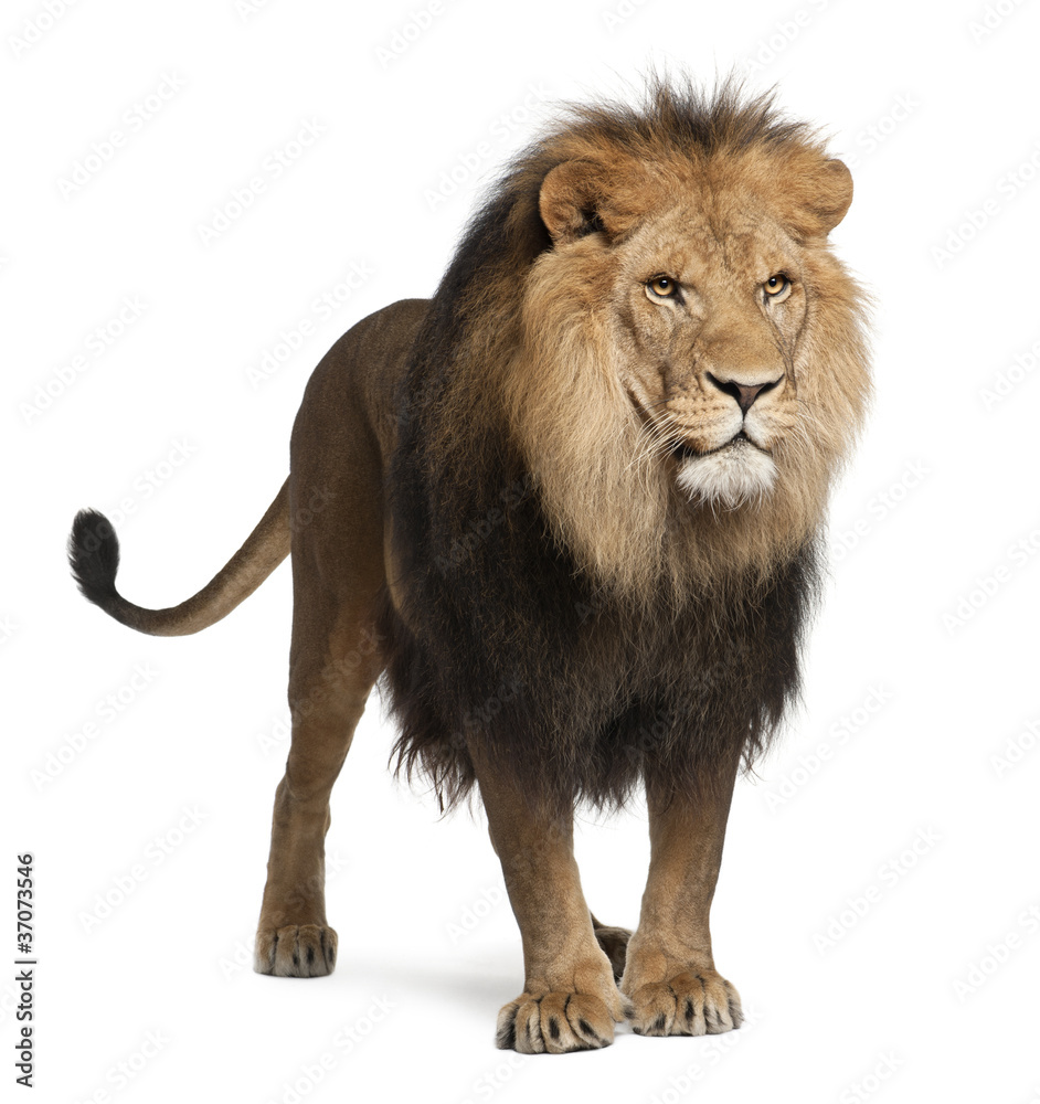 Lion, Panthera leo, 8 years old, standing