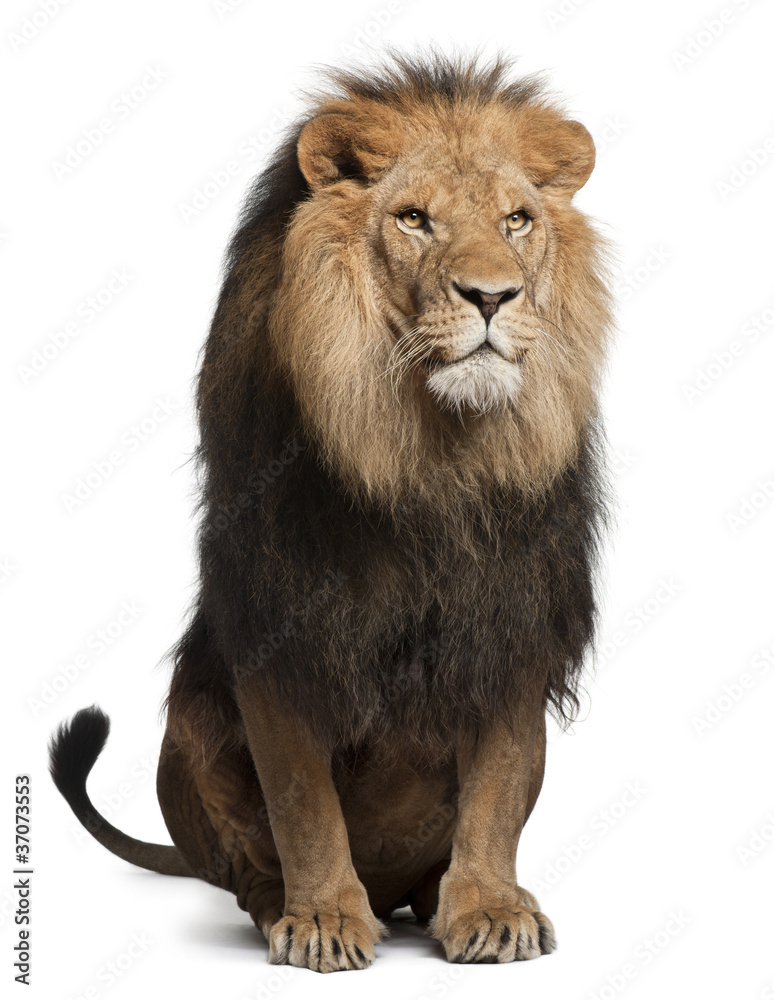 Naklejka premium Lew, Panthera leo, 8 lat, siedzący