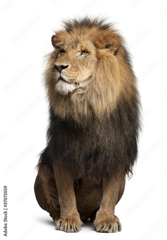 Fototapeta premium Lew, Panthera leo, 8 lat, siedzący