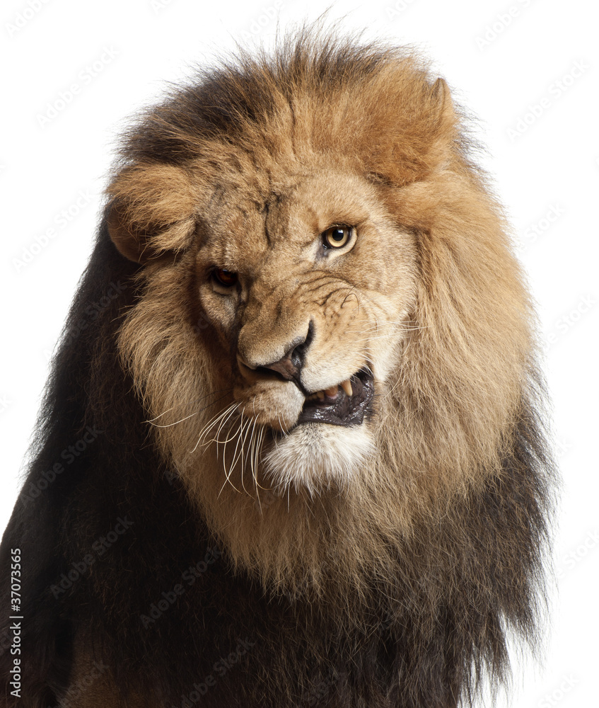 Close-up of lion snarling, Panthera leo, 8 years old