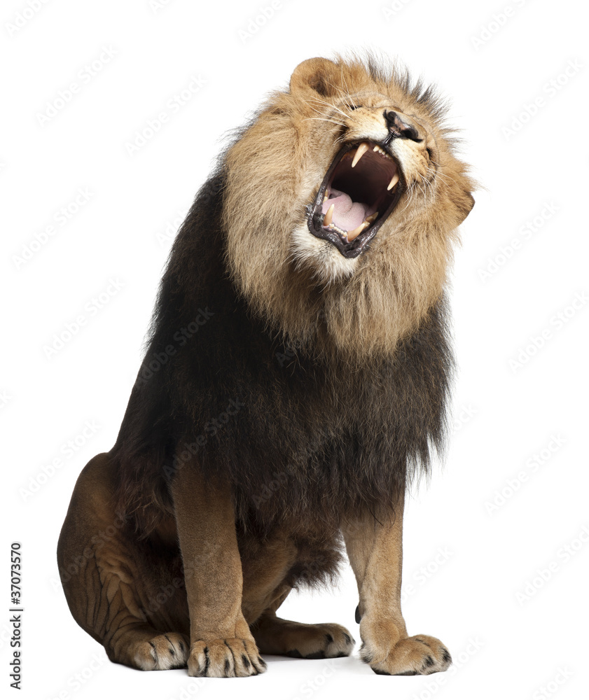 Naklejka premium Lion, Panthera leo, 8 years old, roaring