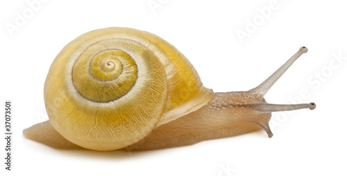 Grove snail or brown-lipped snail without dark bandings