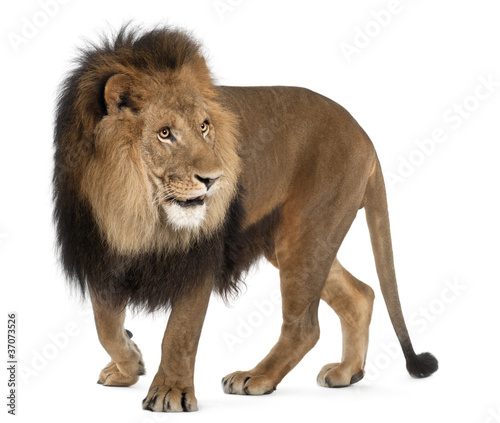 Fototapeta Naklejka Na Ścianę i Meble -  Lion, Panthera leo, 8 years old, standing