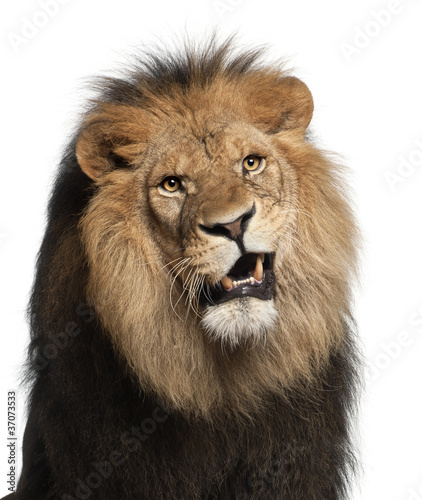 Fototapeta Naklejka Na Ścianę i Meble -  Close-up of lion, Panthera leo, 8 years old